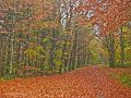 18. Autumn in Rossmore - Leafy carpet